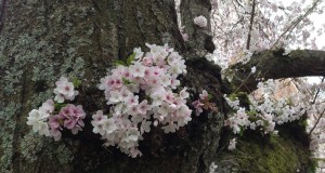 Old trees can bloom in the most surprising ways.