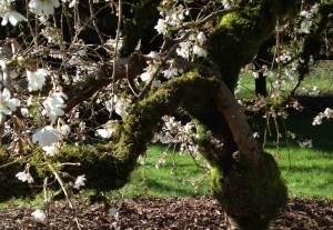 Gnarly old cherry trees can dance and bloom with the best of them