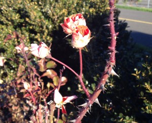 Winter morning rose 1-1-16