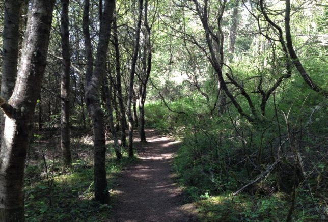 Path in trees next to Chinese Gardens